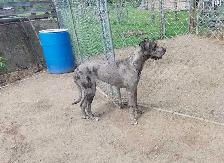 Great Dane puppies - Photo 5