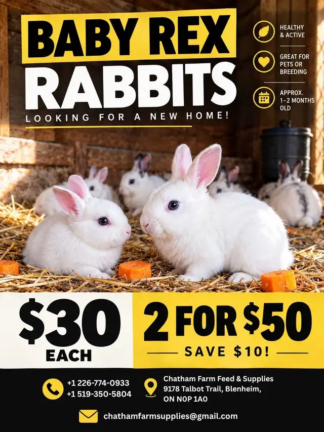 Rex Rabbits