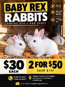 Rex Rabbits