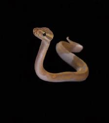 Banana Leopard Pied - Ball Python MALE