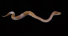 Banana Leopard Pied - Ball Python MALE - Photo 2