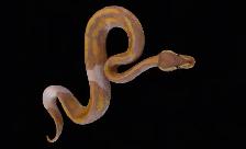 Banana Leopard Pied - Ball Python MALE - Photo 3