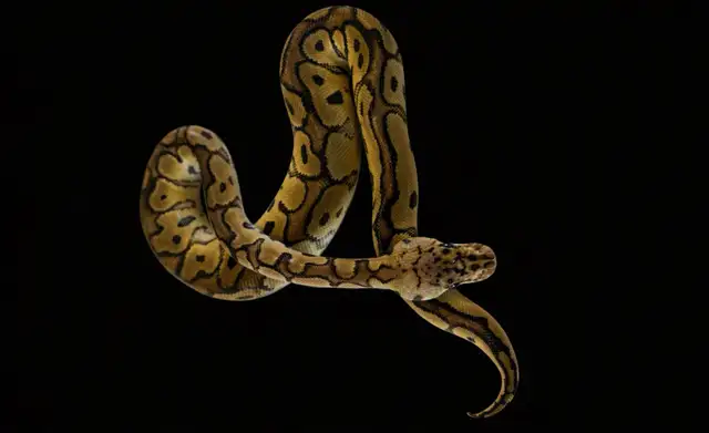 Pastel Clown - Ball Python MALE