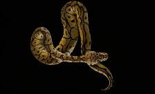 Pastel Clown - Ball Python MALE