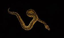 Pastel Clown - Ball Python MALE - Photo 2