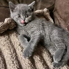 Scottish fold Siamese. Two together $800 - Photo 2