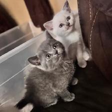 Scottish fold Siamese. Two together $800 - Photo 3