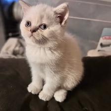Scottish fold Siamese. Two together $800 - Photo 5