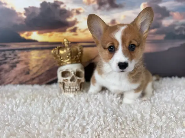 Cardigan Welsh Corgi