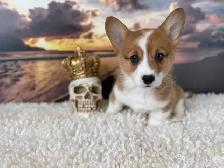 Cardigan Welsh Corgi