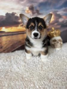 Cardigan Welsh Corgi - Photo 2