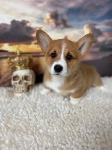 Cardigan Welsh Corgi - Photo 3