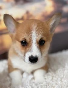 Cardigan Welsh Corgi - Photo 4