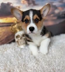 Cardigan Welsh Corgi - Photo 5