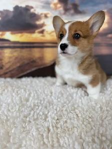 Cardigan Welsh Corgi - Photo 6