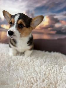 Cardigan Welsh Corgi - Photo 7