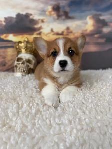 Cardigan Welsh Corgi - Photo 8