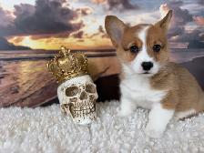 Cardigan Welsh Corgi - Photo 9