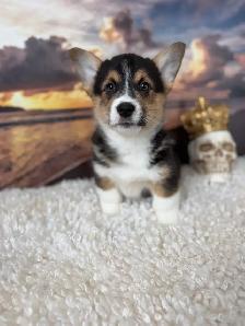 Cardigan Welsh Corgi - Photo 10