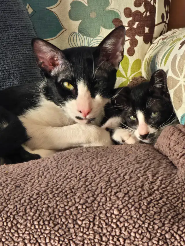 Chatons Orientaux