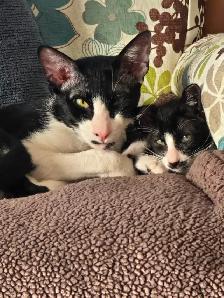 Chatons Orientaux