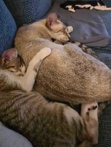 Chatons Orientaux - Photo 2