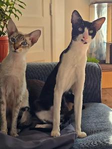 Chatons Orientaux - Photo 3