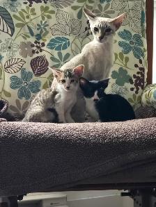 Chatons Orientaux - Photo 4