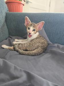 Chatons Orientaux - Photo 6