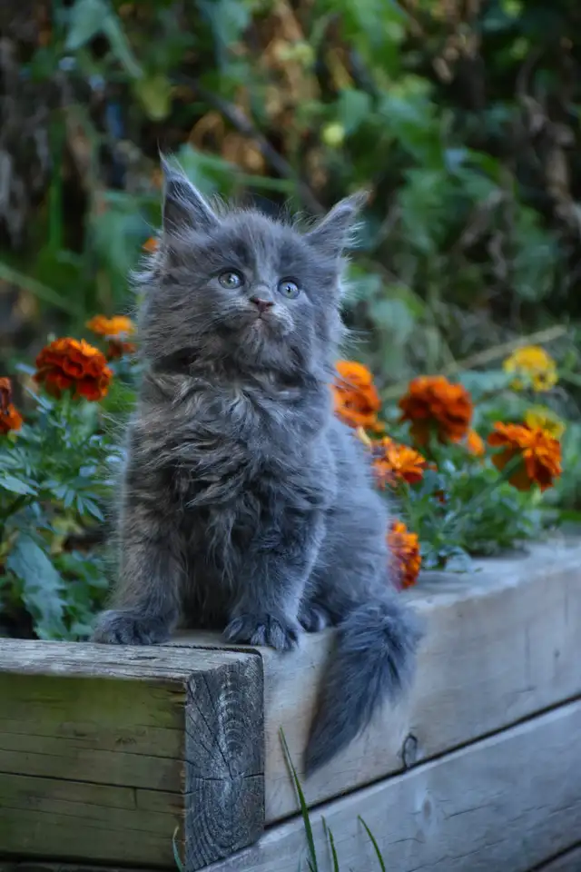 Maine coon Kittens