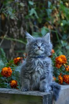 Maine coon Kittens - Photo 2