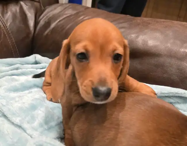 Mini smooth coat Dachshunds