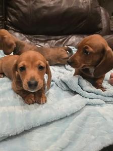 Mini smooth coat Dachshunds - Photo 2