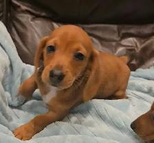 Mini smooth coat Dachshunds - Photo 3