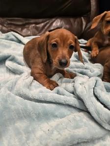 Mini smooth coat Dachshunds - Photo 4