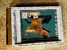 New Insulated Dog House - Photo 7