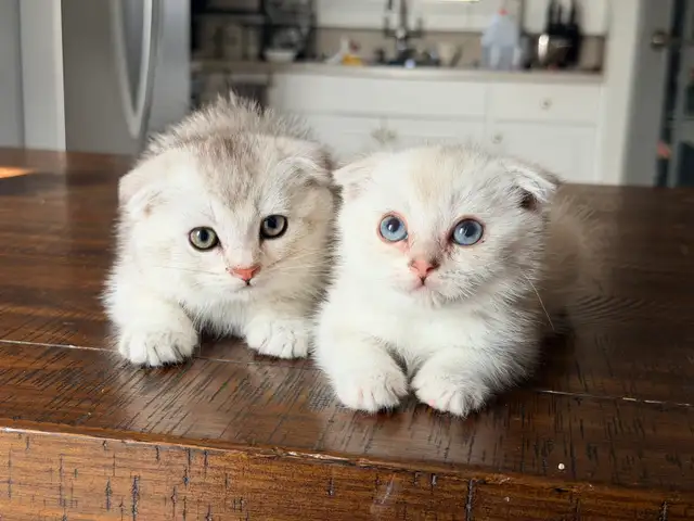 Scottish Fold Kittens (females)