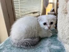 Scottish Fold Kittens (females) - Photo 4
