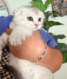 Scottish Fold Kittens (females) - Photo 5