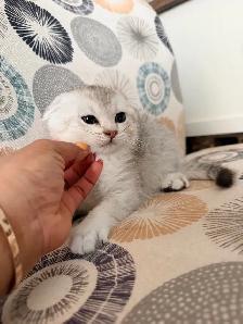 Scottish Fold Kittens (females) - Photo 6