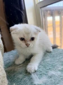 Scottish Fold Kittens (females) - Photo 7
