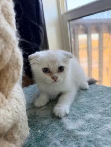 Scottish Fold Kittens (females) - Photo 9