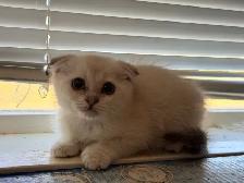 Scottish Fold Kittens (females) - Photo 10