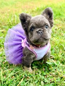 2  Gorgeous French bulldog girls