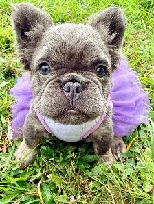 2  Gorgeous French bulldog girls - Photo 2