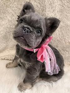 2  Gorgeous French bulldog girls - Photo 3