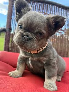 2  Gorgeous French bulldog girls - Photo 4