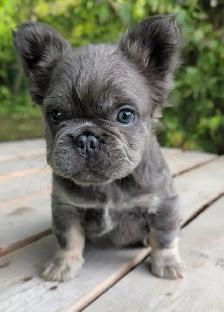2  Gorgeous French bulldog girls - Photo 5