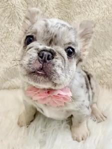 2  Gorgeous French bulldog girls - Photo 6