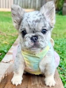 2  Gorgeous French bulldog girls - Photo 7